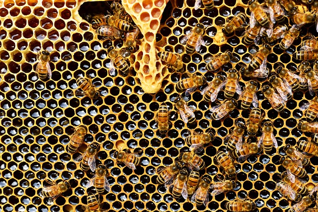 Jak wykorzystać produkty pochodzące od pszczół?