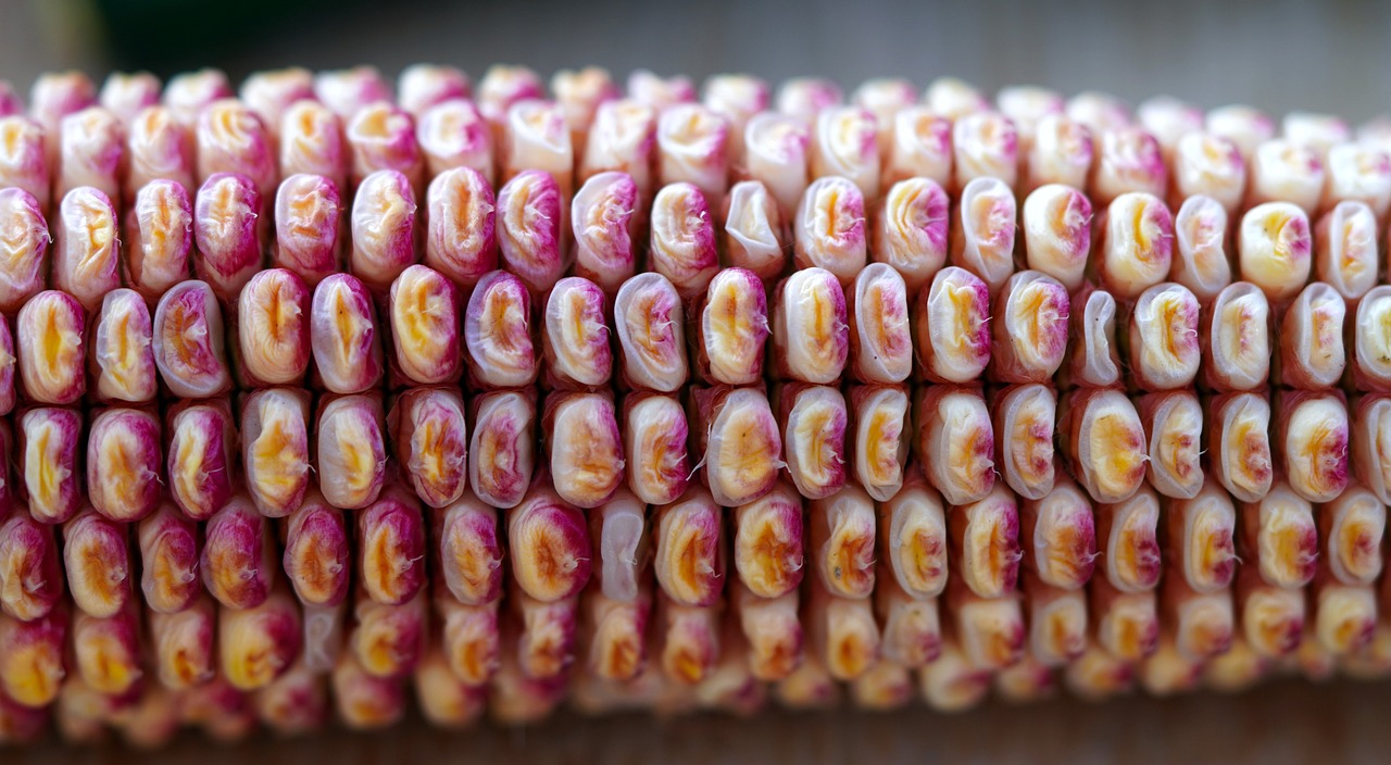 Żywienie zwierząt hodowlanych kukurydzą mieloną i kiszoną